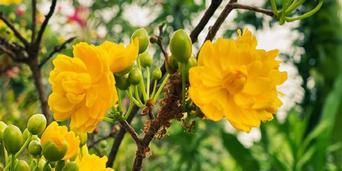 Mãn nhãn với vẻ đẹp độc đáo của gốc mai bonsai Bình Định