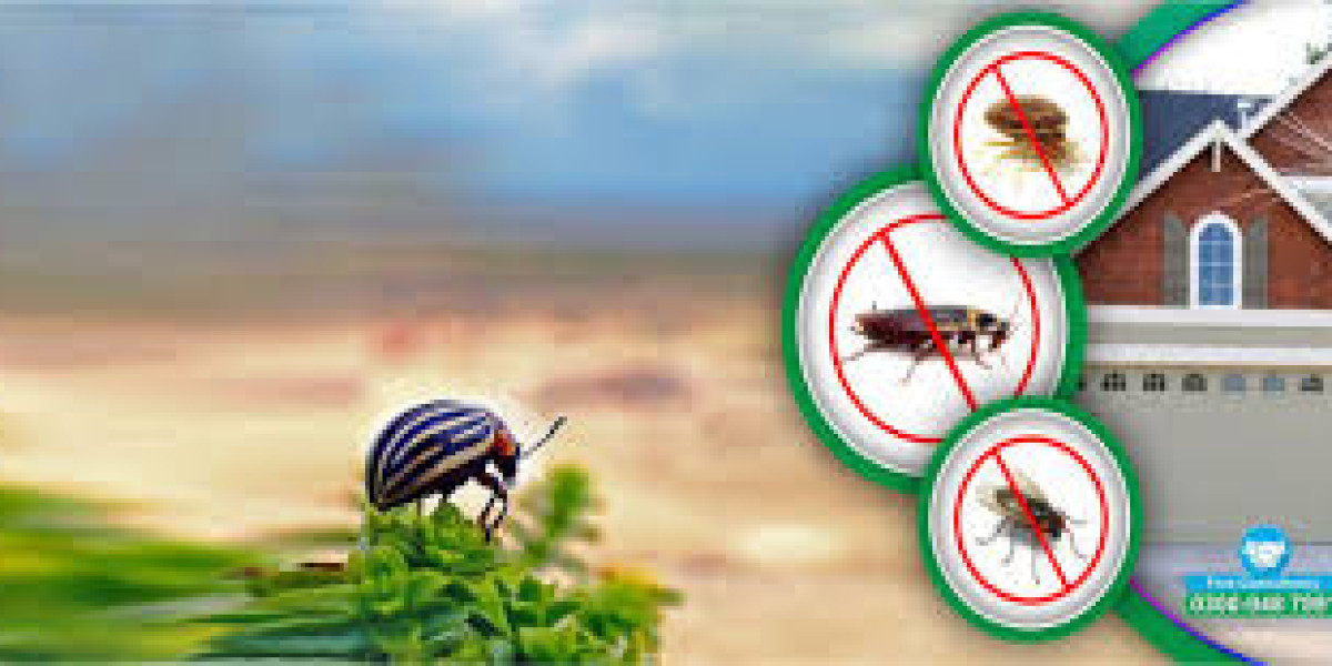 Why termite control services in Lahore Matter For Property Safety